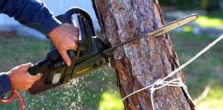 How Our Tree Care Process Works  in  Palmyra, MO